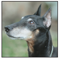 Know when to consider your Manchester Terrier a senior and what special needs - photo 10