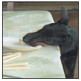 Analyze the canine mind to understand what makes your Manchester Terrier tick - photo 12