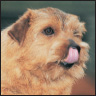 Norfolk Terrier - image 4