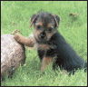 Norfolk Terrier - image 6