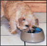 Norfolk Terrier - image 7