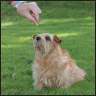 Norfolk Terrier - image 8