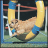 Norfolk Terrier - image 10