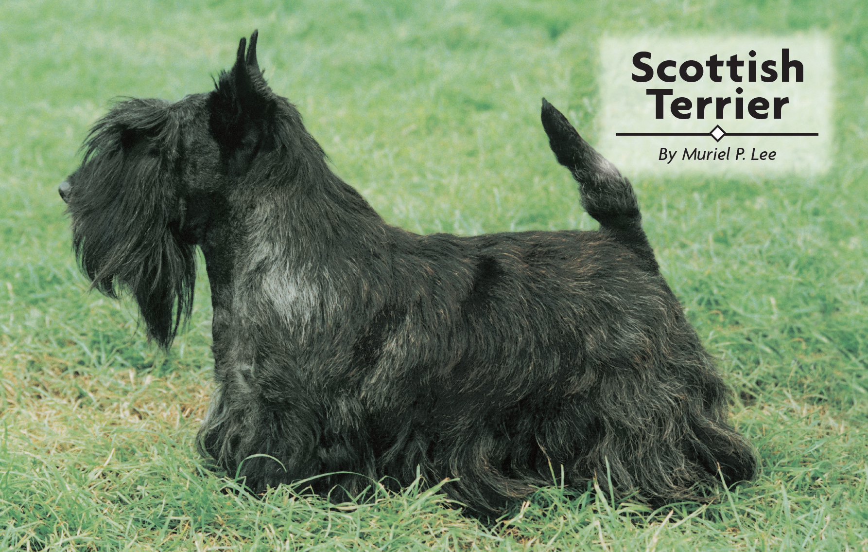 Contents Meet the distinctive Scottish Terrier one of the renowned terrier - photo 2