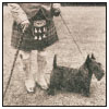 Meet the distinctive Scottish Terrier one of the renowned terrier breeds of - photo 3