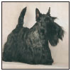 Learn the requirements of a well-bred Scottish Terrier by studying the - photo 5