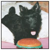 Find out about how to locate a well-bred Scottish Terrier puppy Discover which - photo 6