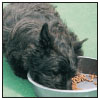 Cover the specifics of taking care of your Scottish Terrier every day feeding - photo 7