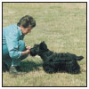 Begin with the basics of training the puppy and adult dog Learn the principles - photo 8