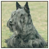 Know when to consider your Scottish Terrier a senior and what special needs he - photo 10