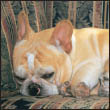 Know when to consider your French Bulldog a senior and what special needs he - photo 10