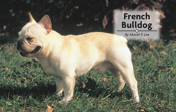 Physical Characteristics of the French Bulldog from the American Kennel Club - photo 1