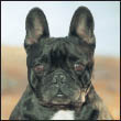 Learn the requirements of a well-bred French Bulldog by studying the - photo 5