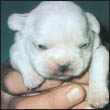 Find out about how to locate a well-bred French Bulldog puppy Discover which - photo 6