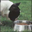 Cover the specifics of taking care of your French Bulldog every day feeding - photo 7