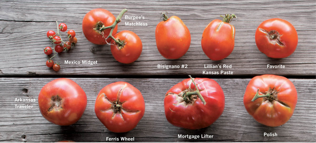 Epic tomatoes how to select grow the best varieties of all time - photo 5