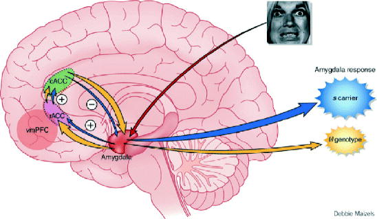 Figa Differences in processing of emotional stimuli between s allele carriers - photo 1