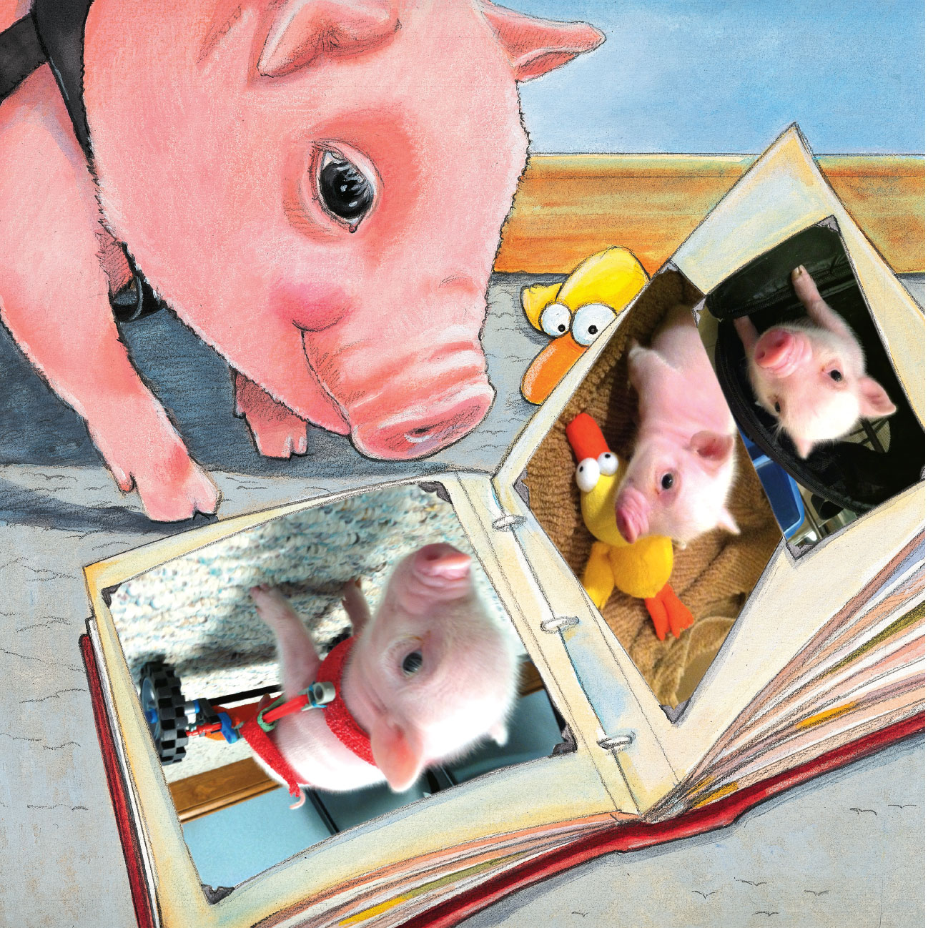 Im not very old just a little piglet but my life sure has been exciting so - photo 6