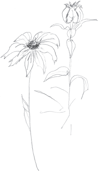 Figure I1 Authors drawing of black-eyed Susan INTRODUCTION In his life he - photo 4