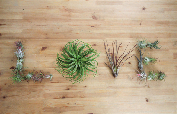 It is because of thisour love for each other for air plants and for the - photo 8