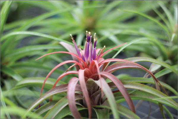 A close-up of the bloom on the brachycaulos x streptophylla hybrid shows its - photo 9