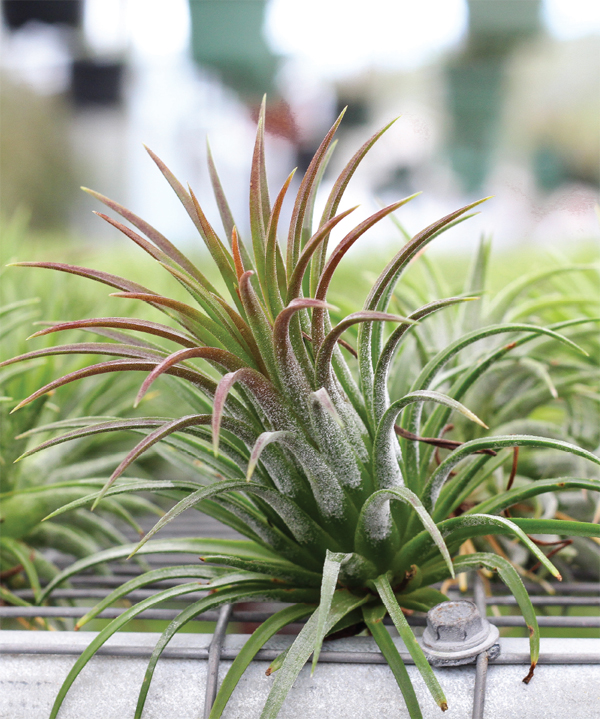 All About Air Plants Tillandsia Species and Care Commonly know as air plants - photo 12