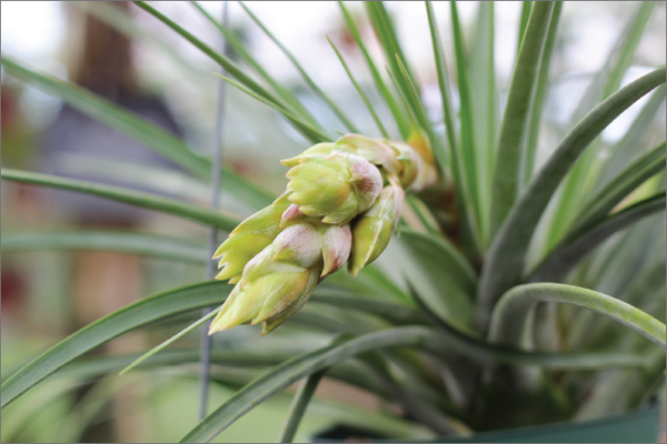 Preface From Budding Curiosity to Full-Blown Air Plant Obsession How did you - photo 6