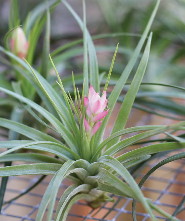 Preface From Budding Curiosity to Full-Blown Air Plant Obsession How did you - photo 7