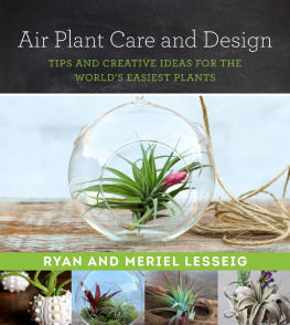 Lesseig Meriel Air plant care and design: tips and creative ideas for the worlds easiest plants