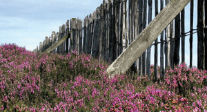 HEATHER-COVERED HILLS DOT THE LANDSCAPE OF SCOTLAND Andrew Usher who was an - photo 5