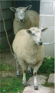 Im still an active farmer and raise three different kinds of sheep along with - photo 5