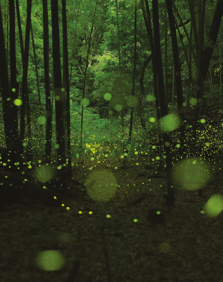 SILENT SPARKS The Wondrous World of Fireflies SARA LEWIS PRINCETON - photo 2