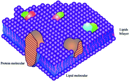 Fig 11 Fluid-mosaic membrane model of cell membrane structure Reprinted from - photo 1