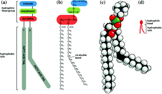 Fig 12 Structure of phosphatidylcholine a typical phospholipid molecule a - photo 2