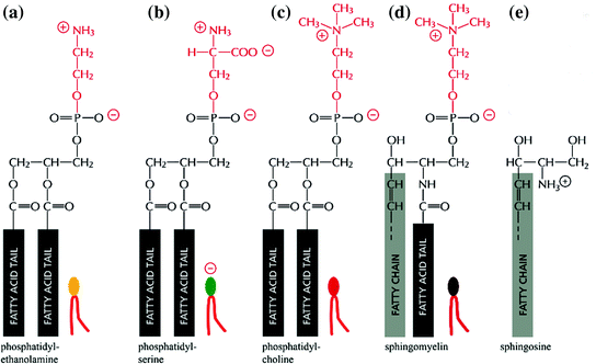 Fig 13 Four major phospholipids in mammalian cell membranes Different head - photo 3