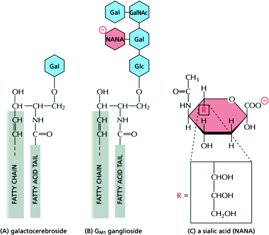 Fig 14 Structure of glycolipid molecules in cell membrane a - photo 4