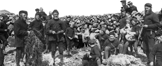 This old photograph of sheep shearers from the Faroe Islands shows how wool was - photo 3