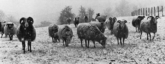 Sheep are out in all kinds of weather If it rains the water rolls off their - photo 4