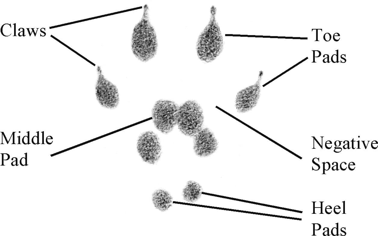 Figure I1 Parts of a chipmunk track Claws appear at the ends of the digits - photo 2