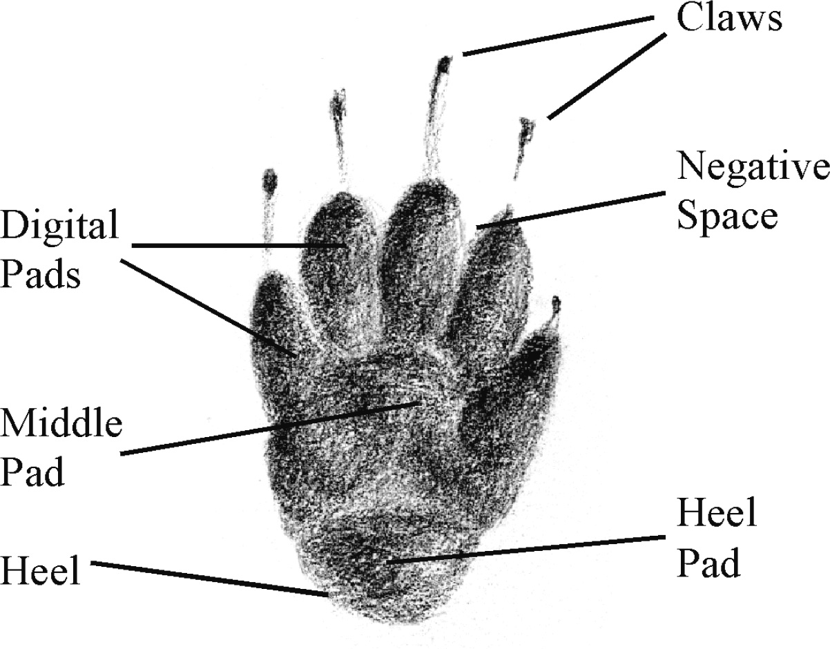 Figure I2 Parts of a skunk track Figure I3 Parts of a gray fox track - photo 3