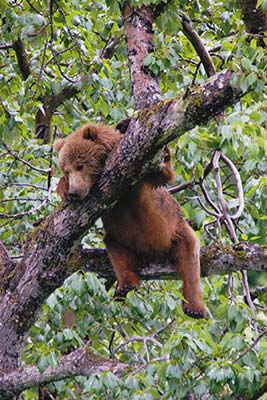 baby bear in a tree St Nicholas Russian Orthodox Church in Juneau - photo 6