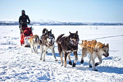 dog sled in Denali National Park In Arctic Alaska people are outnumbered by - photo 11