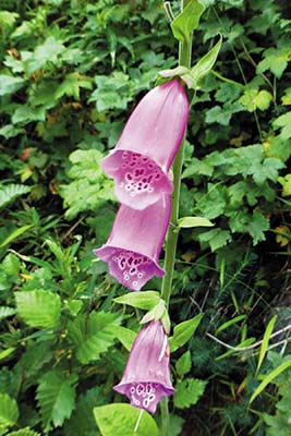 foxglove flowers Santa Claus House North Pole - photo 13