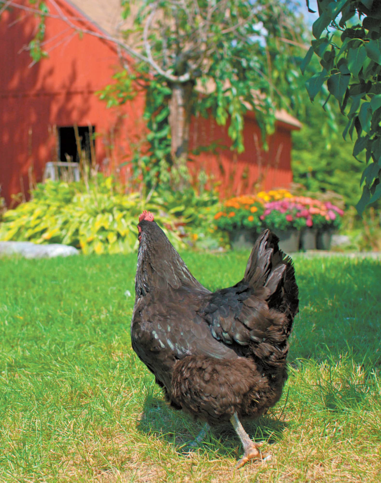 GARDENING with CHICKENS Plans and Plants for You and Your Hens LISA STEELE - photo 2