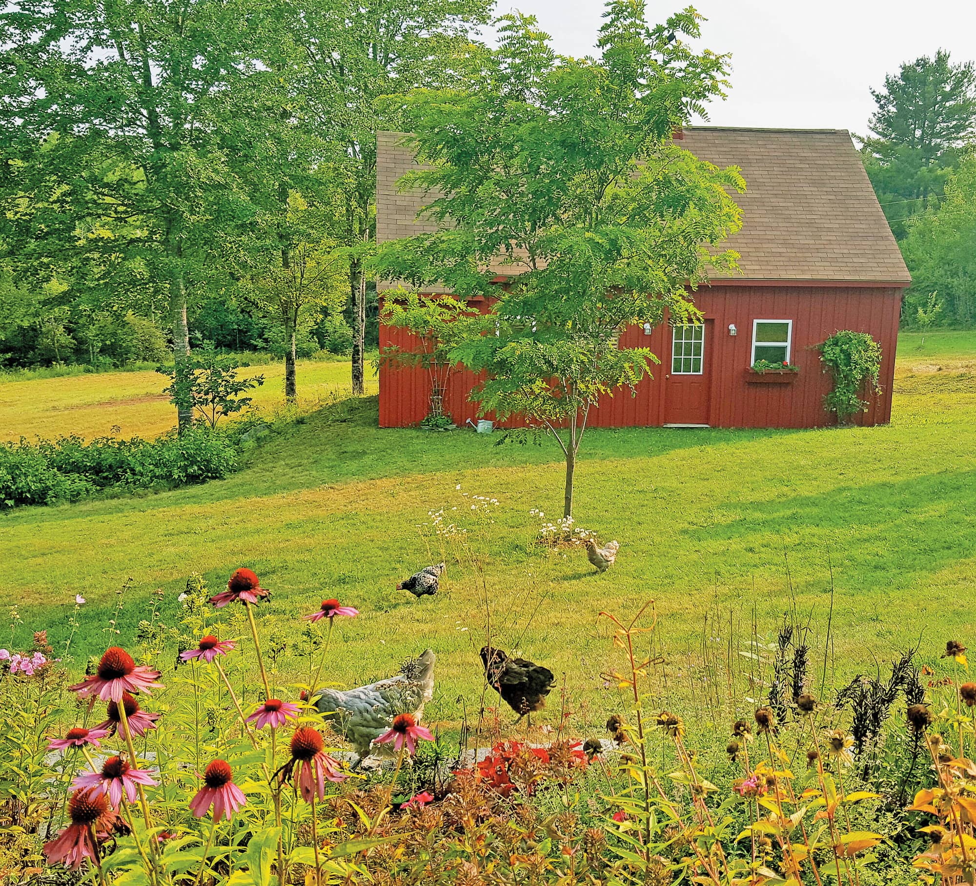 Chickens and gardening go hand in hand Both play an important part in being - photo 4