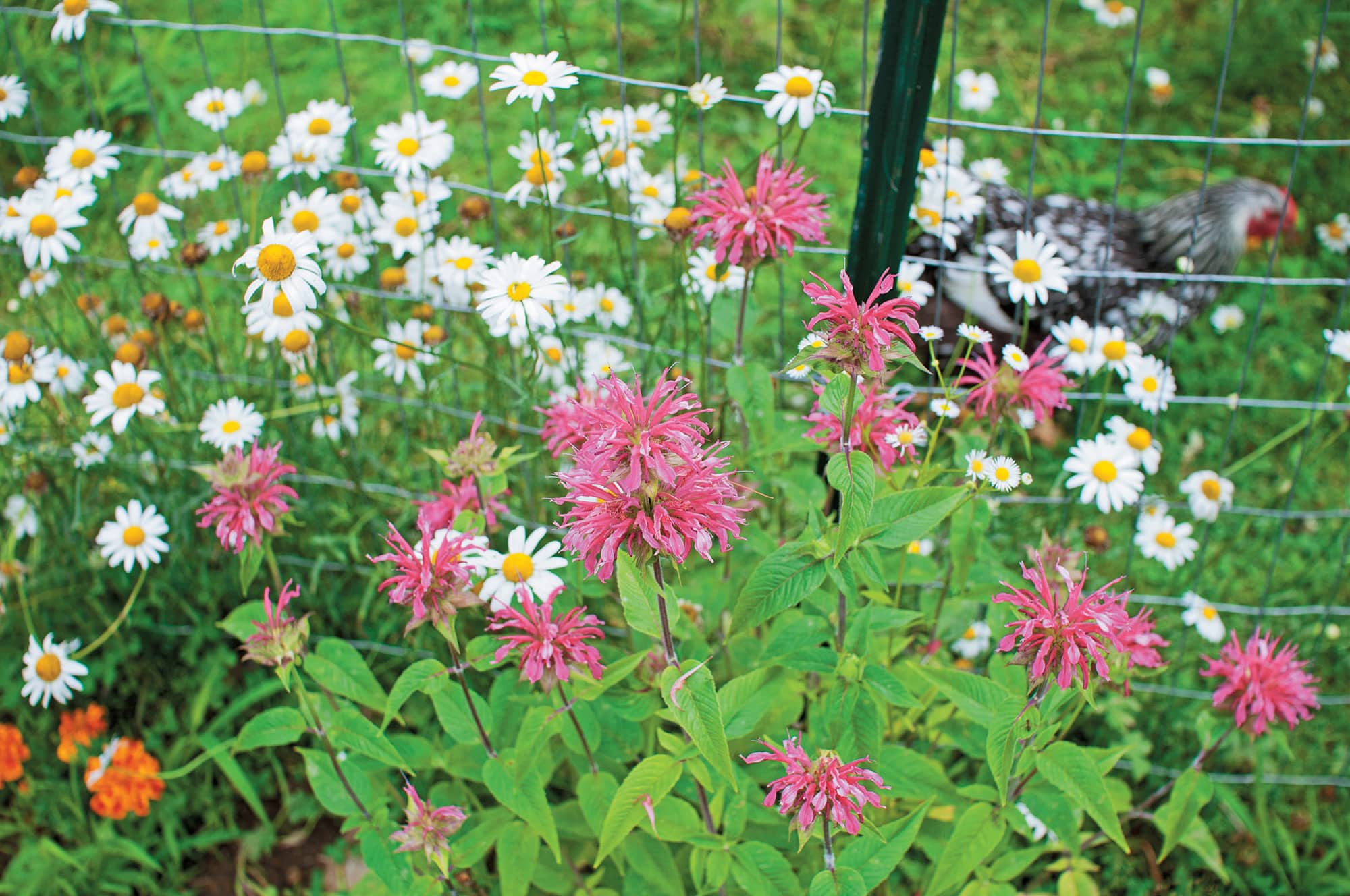 Protecting your plants from your chickens is the cornerstone to successfully - photo 5