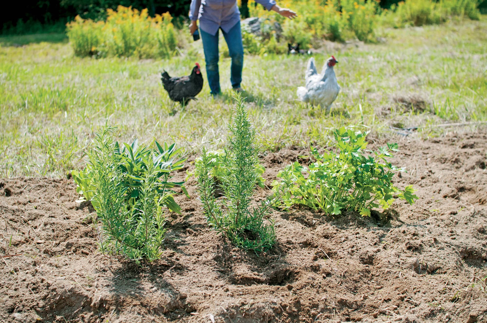 I grow herbs to add to my cooking and to my chicken feed Much of what youll - photo 6