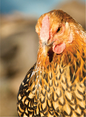 WE WOULD LIKE TO THANK our chickens Rosie Yankee Wissahickon Ginger - photo 6