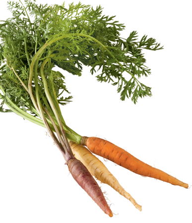 FRESH PRODUCE PRIMER carrots SELECT Choose carrots that are firm and brightly - photo 7