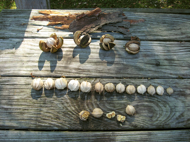 FIGURE 1 There is a wide variation in hickory nuts All of these come from the - photo 1